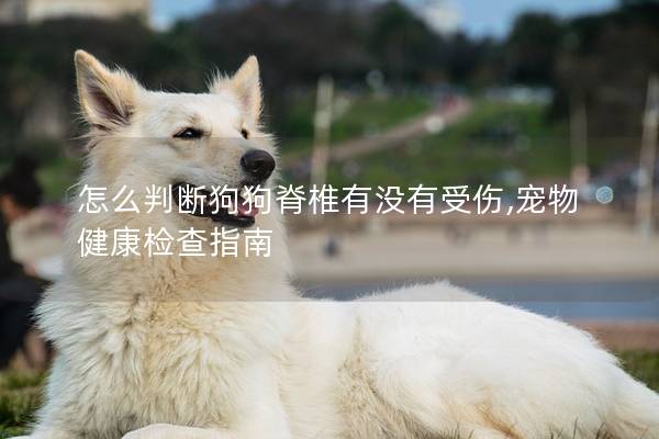 怎么判斷狗狗脊椎有沒(méi)有受傷,寵物健康檢查指南