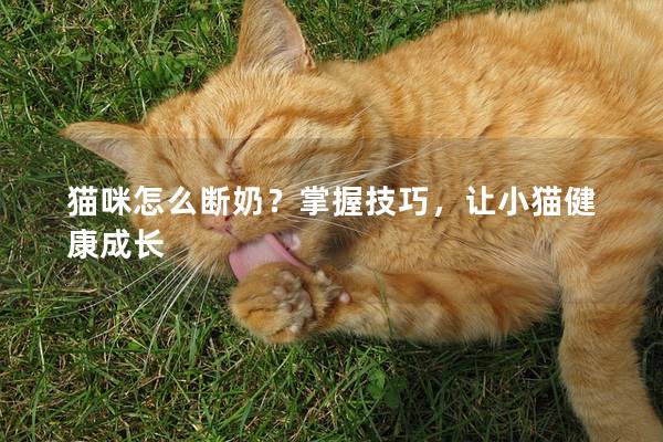 貓咪怎么斷奶?掌握技巧,讓小貓健康成長