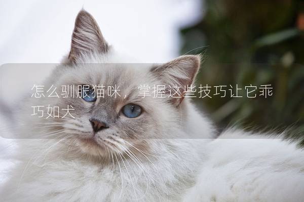 怎么馴服貓咪，掌握這些技巧讓它乖巧如犬