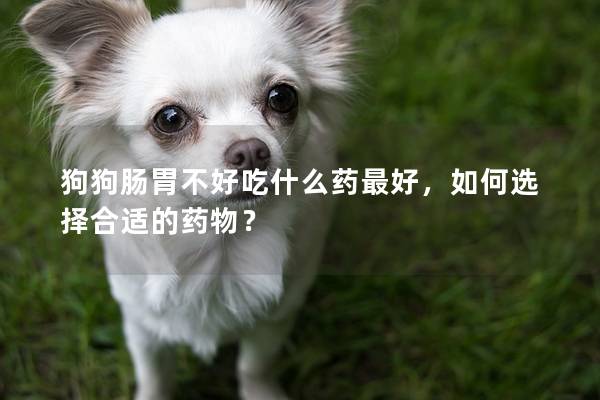 狗狗腸胃不好吃什么藥最好，如何選擇合適的藥物？