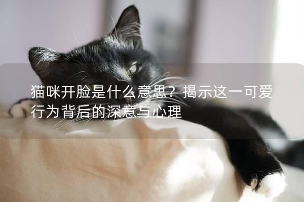 貓咪開臉是什么意思？揭示這一可愛行為背后的深意與心理