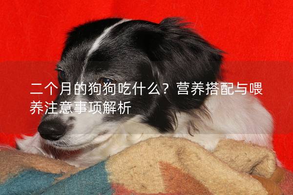 二個月的狗狗吃什么？營養搭配與喂養注意事項解析