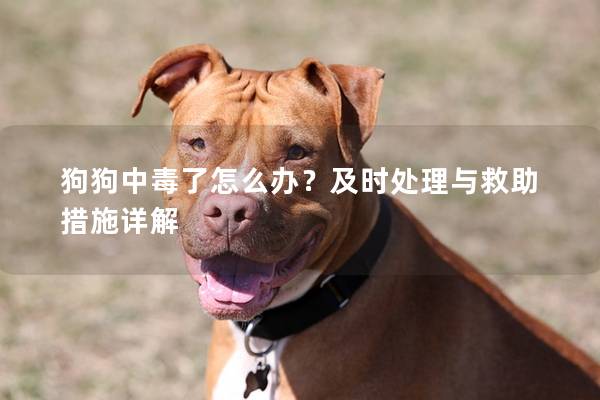 狗狗中毒了怎么辦?及時處理與救助措施詳解 狗狗中毒了怎么辦?及時處理與救助措施詳解