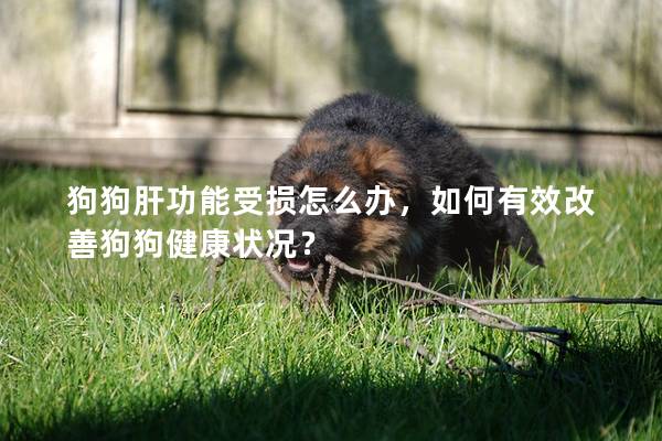 狗狗肝功能受損怎么辦，如何有效改善狗狗健康狀況？
