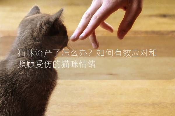 貓咪流產了怎么辦？如何有效應對和照顧受傷的貓咪情緒