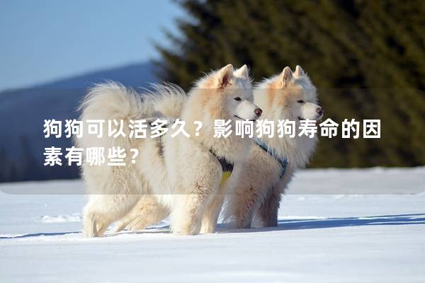 狗狗可以活多久?影響狗狗壽命的因素有哪些? 狗狗可以活多久?影響狗狗壽命的因素有哪些?