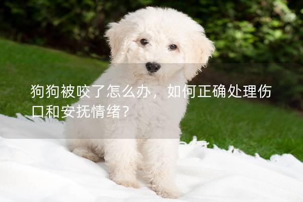 狗狗被咬了怎么辦，如何正確處理傷口和安撫情緒？