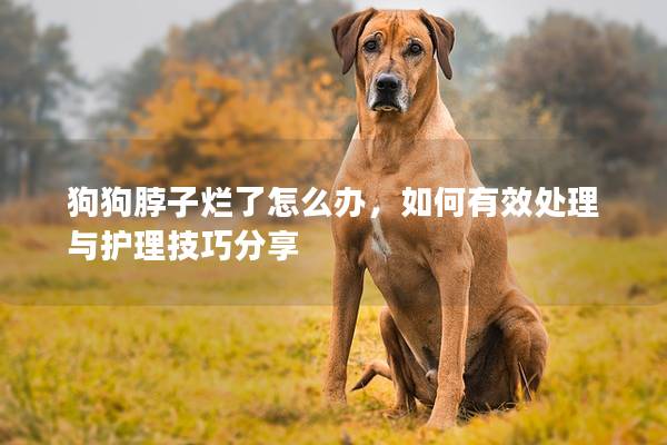 狗狗脖子爛了怎么辦，如何有效處理與護(hù)理技巧分享