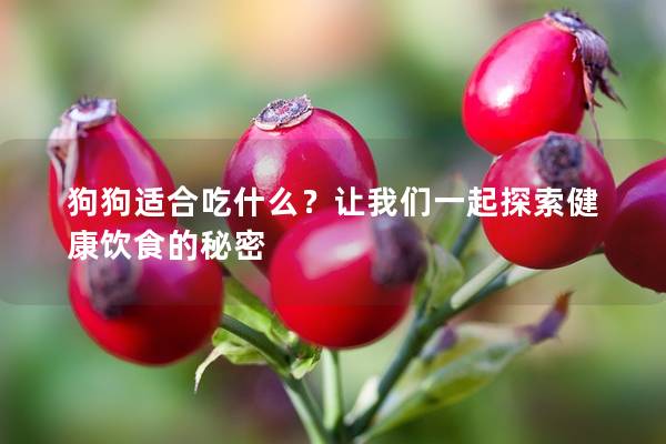 狗狗適合吃什么？讓我們一起探索健康飲食的秘密