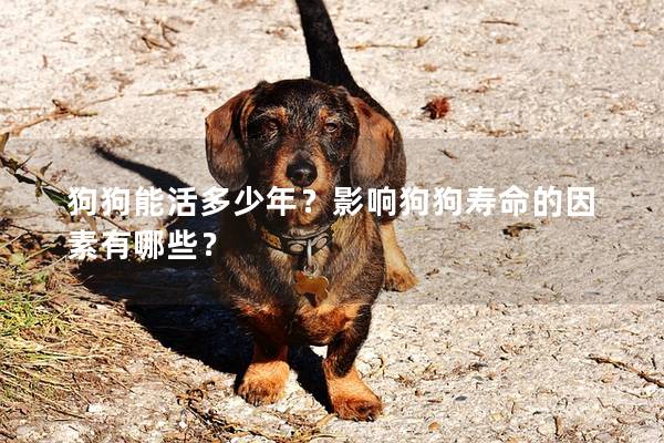 狗狗能活多少年？影響狗狗壽命的因素有哪些？