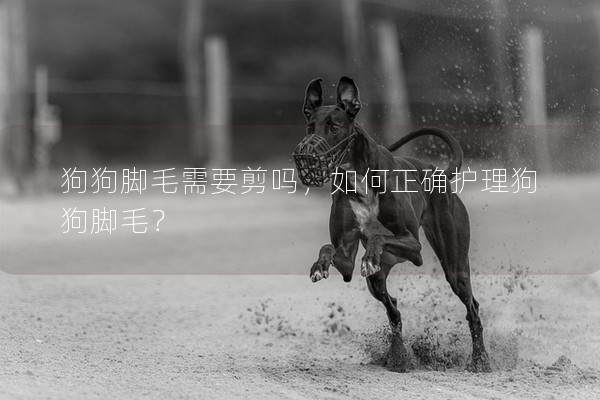 狗狗腳毛需要剪嗎,如何正確護(hù)理狗狗腳毛? 狗狗腳毛需要剪嗎,如何正確護(hù)理狗狗腳毛?