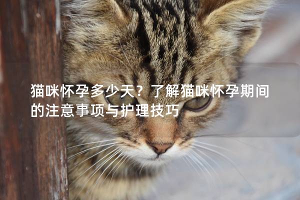 貓咪懷孕多少天?了解貓咪懷孕期間的注意事項與護理技巧 貓咪懷孕多少天?了解貓咪懷孕期間的注意事項與護理技巧