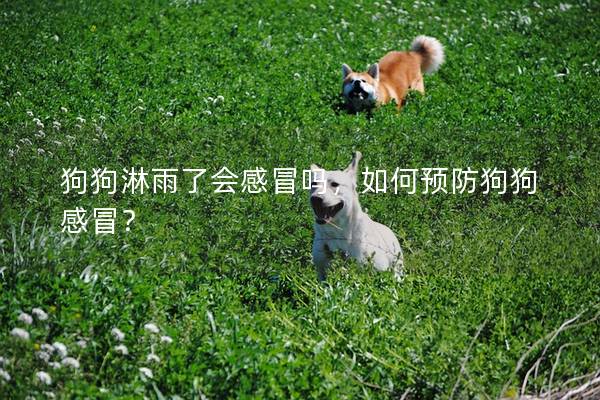 狗狗淋雨了會感冒嗎,如何預防狗狗感冒? 狗狗淋雨了會感冒嗎,如何預防狗狗感冒?