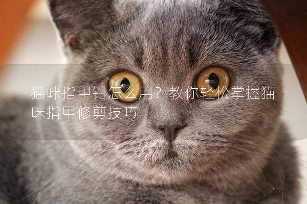貓咪指甲鉗怎么用？教你輕松掌握貓咪指甲修剪技巧