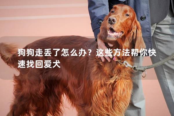 狗狗走丟了怎么辦？這些方法幫你快速找回愛犬
