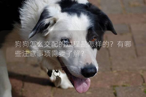 狗狗怎么交配的過程是怎樣的？有哪些注意事項(xiàng)需要了解？