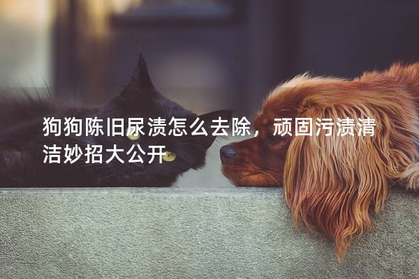 狗狗陳舊尿漬怎么去除，頑固污漬清潔妙招大公開