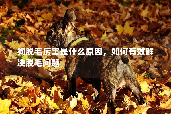 狗脫毛厲害是什么原因,如何有效解決脫毛問題 狗脫毛厲害是什么原因,如何有效解決脫毛問題