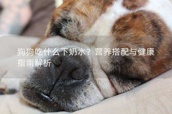 狗狗吃什么下奶水？營養搭配與健康指南解析