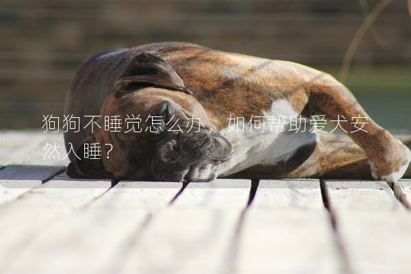 狗狗不睡覺怎么辦，如何幫助愛犬安然入睡？