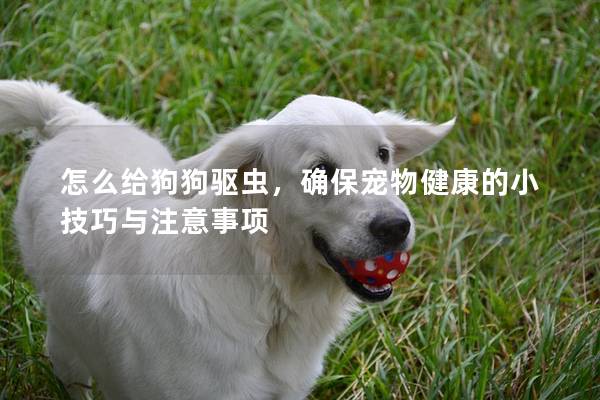 怎么給狗狗驅(qū)蟲，確保寵物健康的小技巧與注意事項(xiàng)