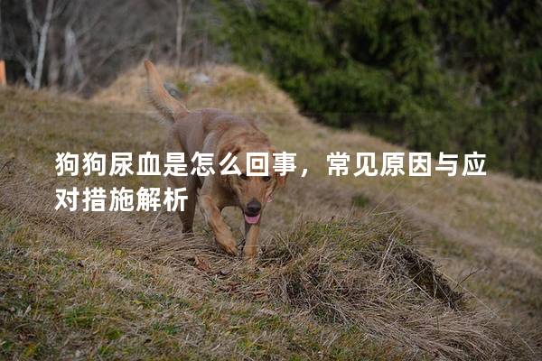 狗狗尿血是怎么回事，常見原因與應(yīng)對(duì)措施解析