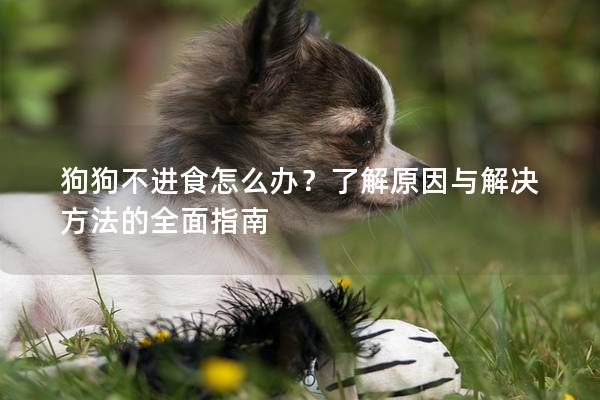 狗狗不進(jìn)食怎么辦？了解原因與解決方法的全面指南