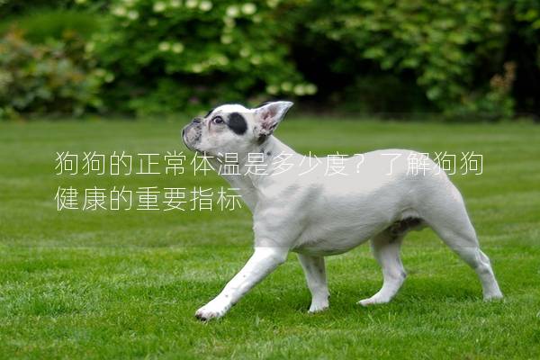 狗狗的正常體溫是多少度？了解狗狗健康的重要指標