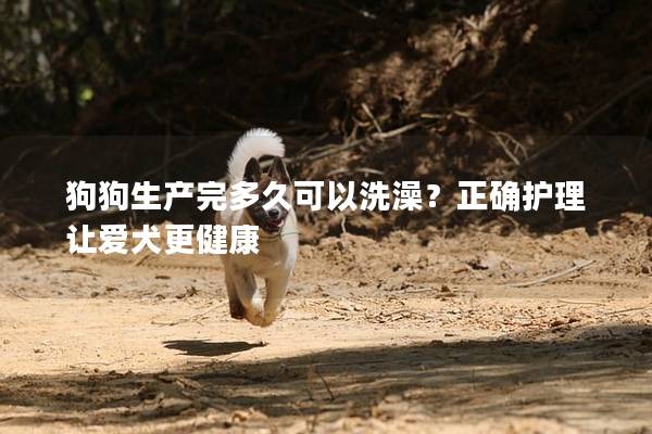 狗狗生產完多久可以洗澡？正確護理讓愛犬更健康