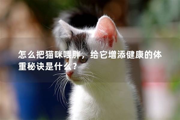 怎么把貓咪喂胖，給它增添健康的體重秘訣是什么？