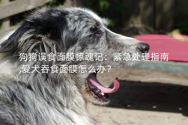 狗狗誤食面膜驚魂記：緊急處理指南,愛犬吞食面膜怎么辦？