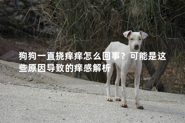 狗狗一直撓癢癢怎么回事？可能是這些原因導致的癢感解析