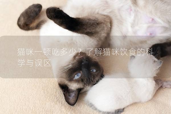 貓咪一頓吃多少？了解貓咪飲食的科學與誤區