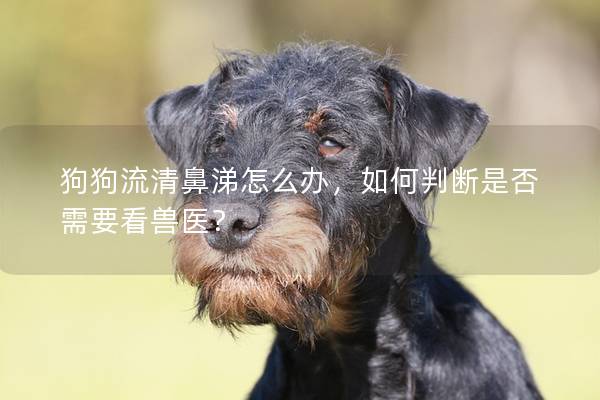 狗狗流清鼻涕怎么辦，如何判斷是否需要看獸醫？