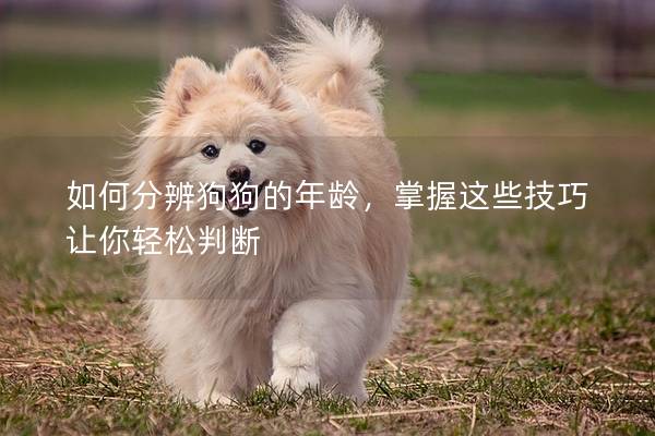 如何分辨狗狗的年齡，掌握這些技巧讓你輕松判斷