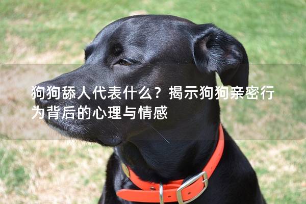 狗狗舔人代表什么？揭示狗狗親密行為背后的心理與情感