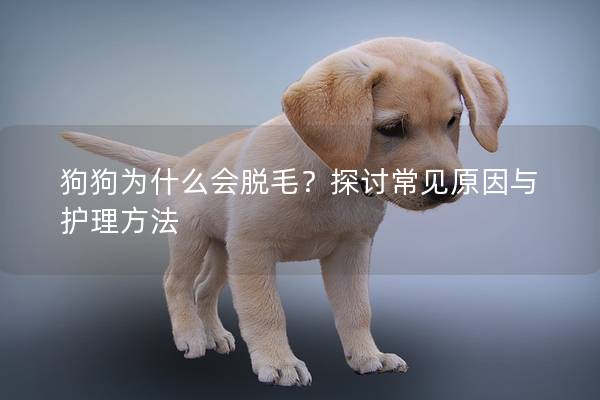 狗狗為什么會脫毛？探討常見原因與護理方法