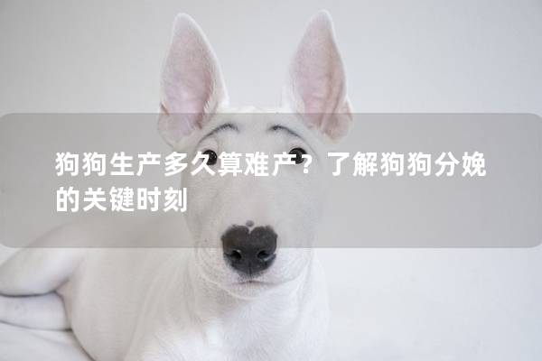 狗狗生產多久算難產？了解狗狗分娩的關鍵時刻
