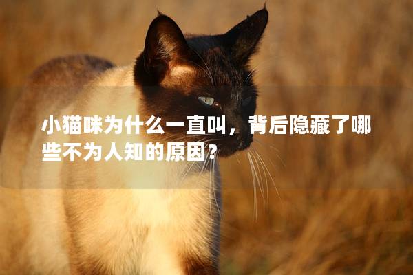 小貓咪為什么一直叫，背后隱藏了哪些不為人知的原因？