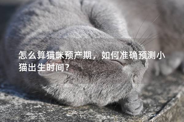 怎么算貓咪預產期，如何準確預測小貓出生時間？