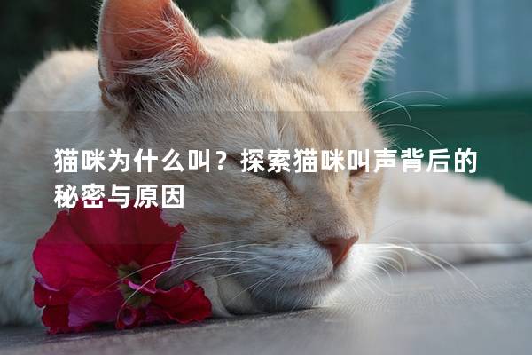 貓咪為什么叫？探索貓咪叫聲背后的秘密與原因