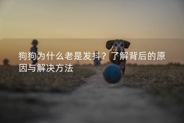 狗狗為什么老是發抖？了解背后的原因與解決方法