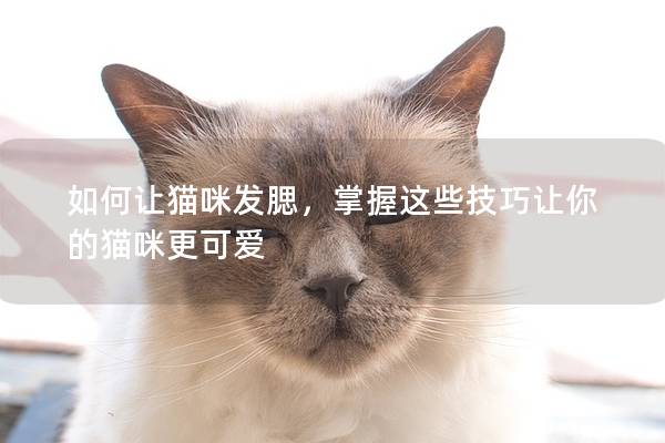 如何讓貓咪發腮，掌握這些技巧讓你的貓咪更可愛