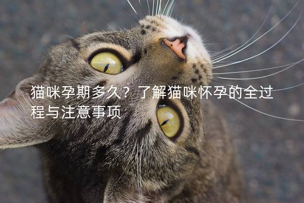 貓咪孕期多久？了解貓咪懷孕的全過程與注意事項