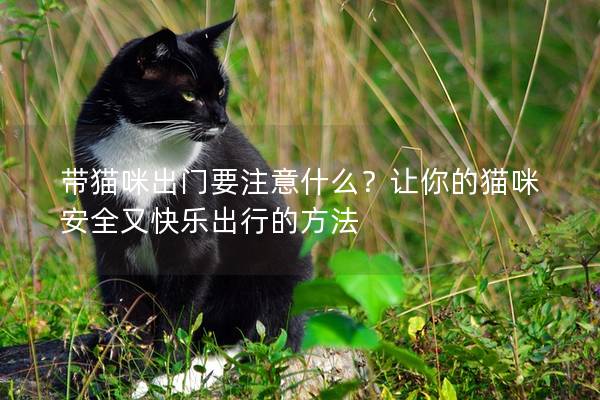 帶貓咪出門要注意什么？讓你的貓咪安全又快樂出行的方法