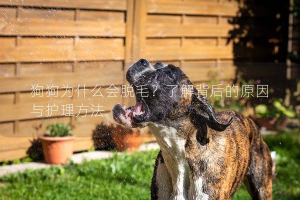 狗狗為什么會脫毛？了解背后的原因與護理方法
