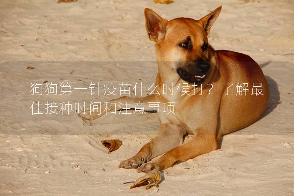 狗狗第一針疫苗什么時候打?了解最佳接種時間和注意事項 狗狗第一針疫苗什么時候打?了解最佳接種時間和注意事項