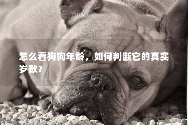怎么看狗狗年齡，如何判斷它的真實歲數(shù)？
