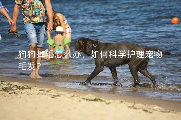狗狗掉毛怎么辦，如何科學護理寵物毛發？