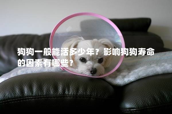 狗狗一般能活多少年？影響狗狗壽命的因素有哪些？